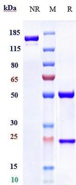 Glypican 1 Humanized Biosimilar Recombinant Human Monoclonal Antibody