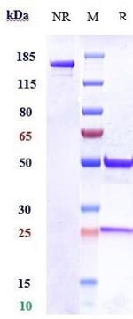 ITGA11 Biosimilar Recombinant Human Monoclonal Antibody