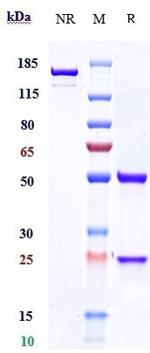 Rolinsatamab Humanized Recombinant Human Monoclonal Antibody