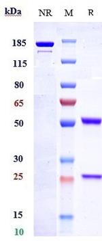 Endothelin B Receptor Biosimilar Recombinant Human Monoclonal Antibody
