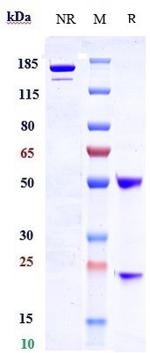 Samrotamab Humanized Recombinant Human Monoclonal Antibody