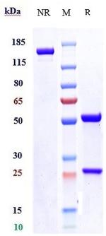 SLITRK6 (Sirtratumab Biosimilar) Antibody in SDS-PAGE (SDS-PAGE)