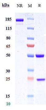 LAMP1 (CD107a) Biosimilar Recombinant Human Monoclonal Antibody