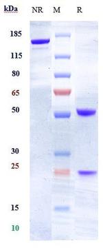 Ephrin A4 Biosimilar Recombinant Human Monoclonal Antibody