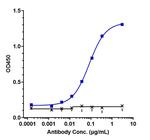 CD70 (Cusatuzumab Biosimilar) Antibody in ELISA (ELISA)