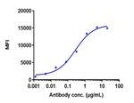 CD70 (Cusatuzumab Biosimilar) Recombinant Humanized camelid Monoclonal Antibody