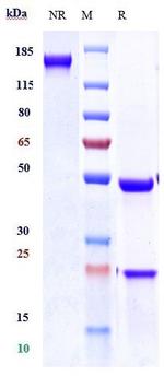Tarextumab Recombinant Human Monoclonal Antibody