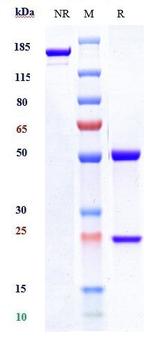 IL-17A (Secukinumab Biosimilar) Antibody in SDS-PAGE (SDS-PAGE)