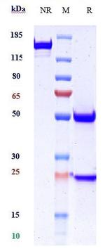 Desmoglein 3 (Biosimilar) Recombinant Human Monoclonal Antibody
