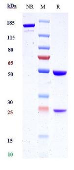 Kallikrein 2 Biosimilar Recombinant Human Monoclonal Antibody