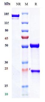 Teplizumab Humanized Recombinant Human Monoclonal Antibody