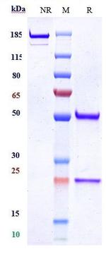 MUSK (Biosimilar) Recombinant Human Monoclonal Antibody