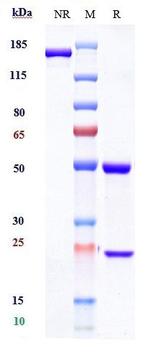Complement C5 (Eculizumab Biosimilar) Antibody in SDS-PAGE (SDS-PAGE)