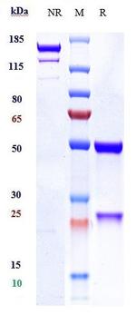 PAR2 Biosimilar Recombinant Human Monoclonal Antibody
