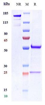 CDH11 Humanized Biosimilar Recombinant Human Monoclonal Antibody