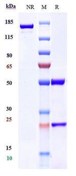 CCR5 (Leronlimab Biosimilar) Antibody in SDS-PAGE (SDS-PAGE)