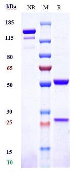 TRAIL-R2 (DR5) (Drozitumab Biosimilar) Antibody in SDS-PAGE (SDS-PAGE)