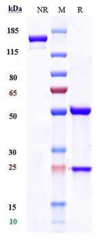 CD40 (Selicrelumab Biosimilar) Antibody in SDS-PAGE (SDS-PAGE)