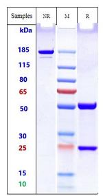 Birtamimab Chimeric Recombinant Human Monoclonal Antibody