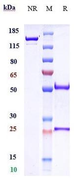 Crenezumab Humanized Antibody in SDS-PAGE (SDS-PAGE)
