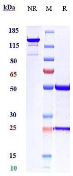 ACVR2B Biosimilar Antibody in SDS-PAGE (SDS-PAGE)