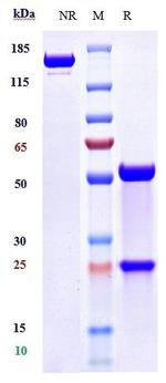 Angiopoietin 2 Biosimilar Antibody in SDS-PAGE (SDS-PAGE)