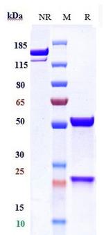 Myostatin (Apitegromab Biosimilar) Recombinant Human Monoclonal Antibody