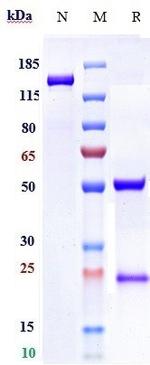 Zansecimab Humanized Recombinant Human Monoclonal Antibody
