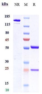 ANGPTL4 Biosimilar Recombinant Human Monoclonal Antibody