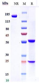 C5AR1 (Avdoralimab Biosimilar) Antibody in SDS-PAGE (SDS-PAGE)