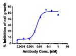 AXL (Tilvestamab Biosimilar) Antibody in Functional Assay (Functional)