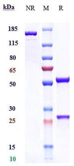 Adebrelimab Humanized Recombinant Human Monoclonal Antibody