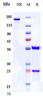 Begelomab Antibody in SDS-PAGE (SDS-PAGE)