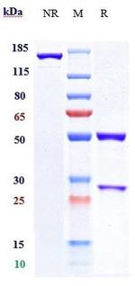 PD-L1 (CD274) (Pacmilimab Biosimilar) Antibody in SDS-PAGE (SDS-PAGE)