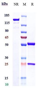 PD-L1 (CD274) (Sudubrilimab Biosimilar) Antibody in SDS-PAGE (SDS-PAGE)