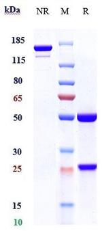 PD-L1 (CD274) (Sugemalimab Biosimilar) Antibody in SDS-PAGE (SDS-PAGE)