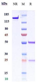 B7-H3 (CD276) Biosimilar Antibody in SDS-PAGE (SDS-PAGE)
