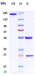 BACE1 Biosimilar Antibody in SDS-PAGE (SDS-PAGE)