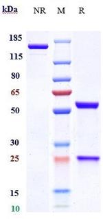 Blosozumab Humanized Recombinant Human Monoclonal Antibody