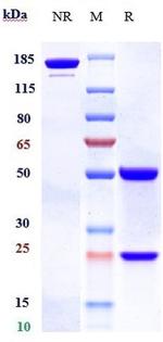 Bococizumab Humanized Recombinant Human Monoclonal Antibody