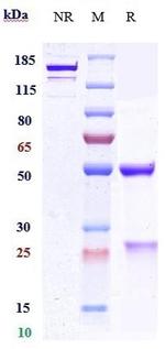PCSK9 Biosimilar Recombinant Human Monoclonal Antibody