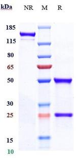 Eptinezumab Humanized Recombinant Human Monoclonal Antibody