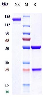 Fremanezumab Humanized Recombinant Human Monoclonal Antibody