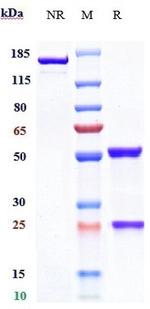 Galcanezumab Humanized Recombinant Human Monoclonal Antibody