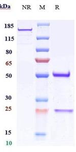 CD151 Biosimilar Recombinant Human Monoclonal Antibody