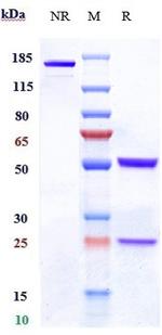 Denintuzumab Humanized Recombinant Human Monoclonal Antibody