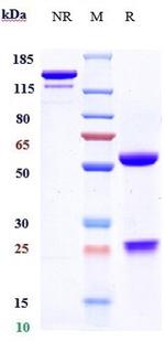 TNF alpha (Certolizumab Biosimilar) Antibody in SDS-PAGE (SDS-PAGE)