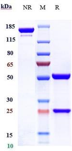 CD2 (Siplizumab Biosimilar) Antibody in SDS-PAGE (SDS-PAGE)