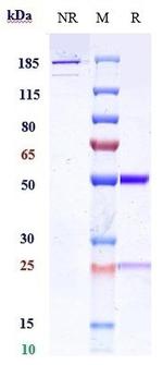 CNTO 607 Biosimilar Antibody in SDS-PAGE (SDS-PAGE)