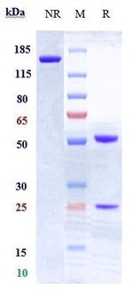 CD30 (Biosimilar) Recombinant Humanized mouse Monoclonal Antibody